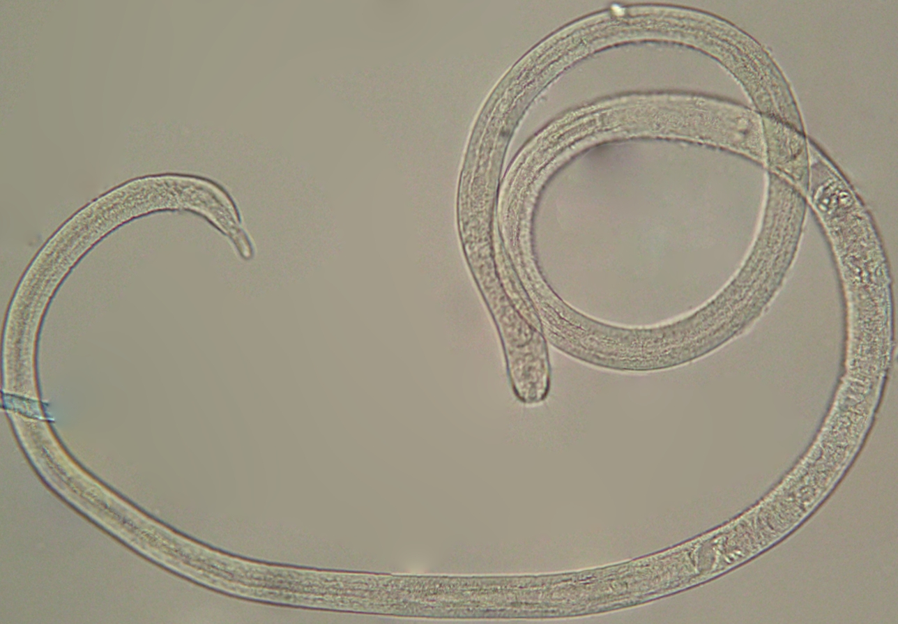 Представитель Семейства Microlaimidae